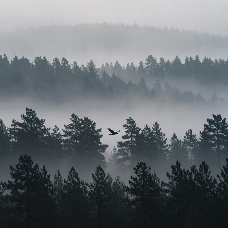 Foggy Pine Silence