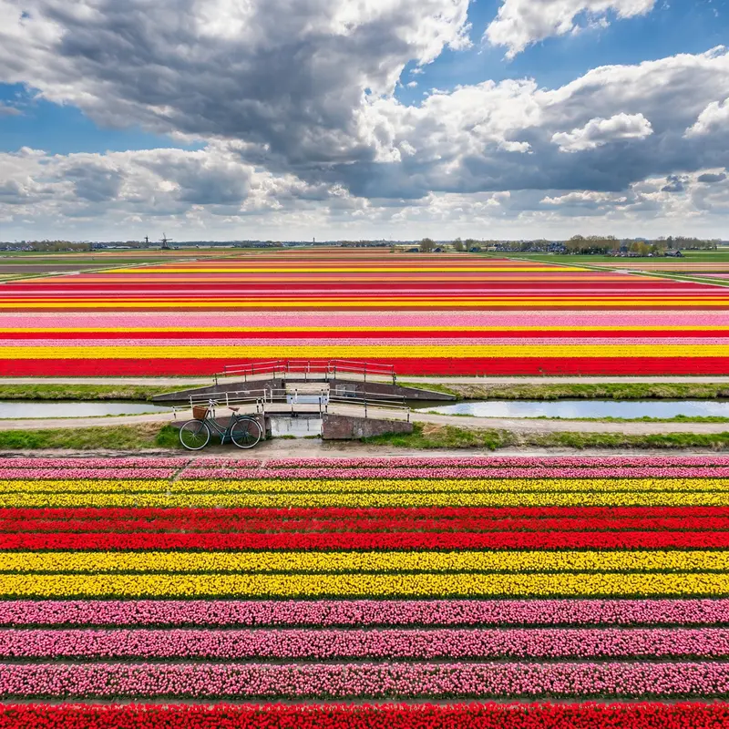 Tulip Rows Forever