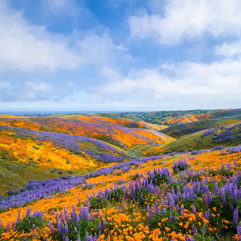 Wildflower Superbloom