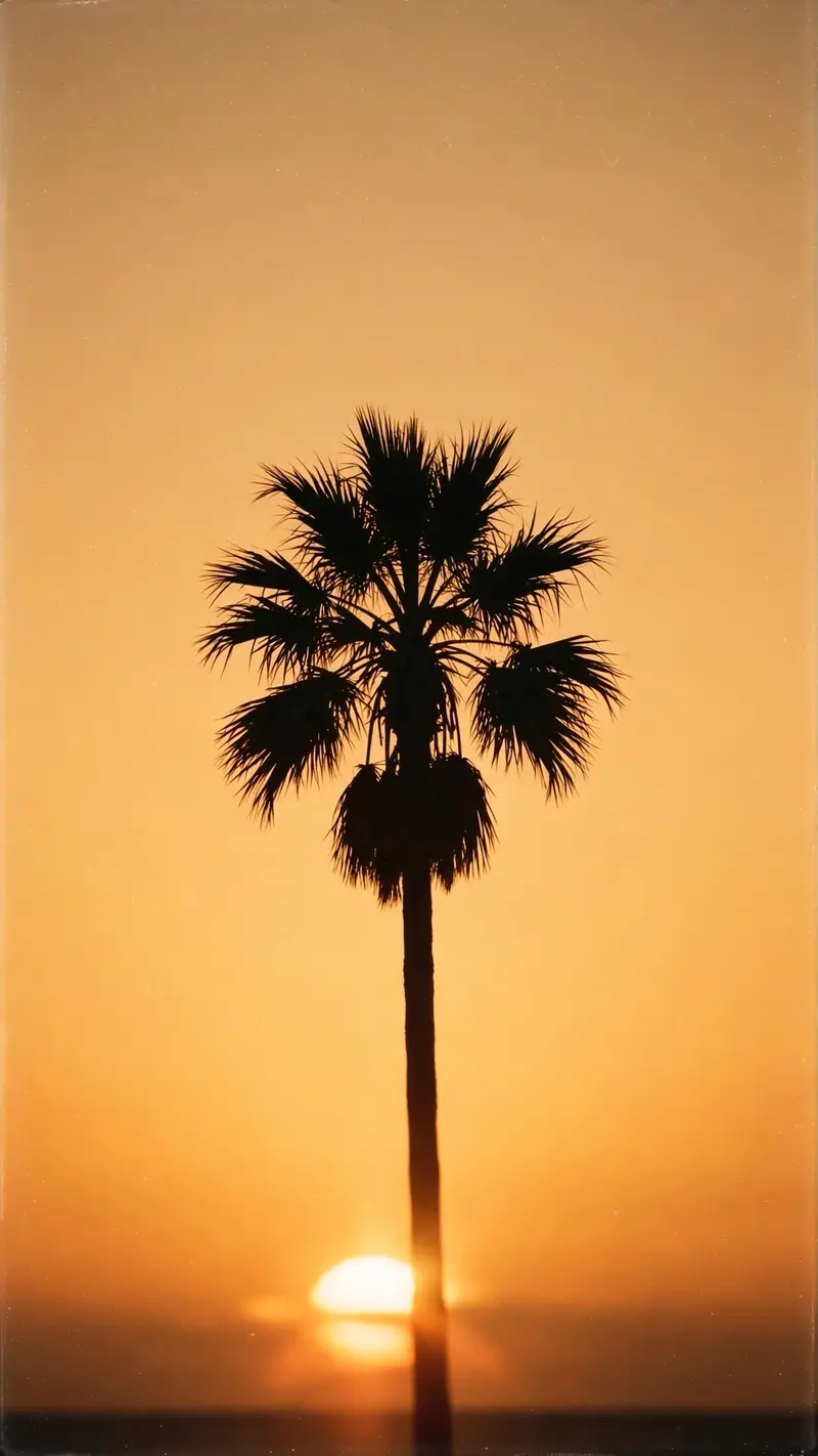 Golden Hour Palm